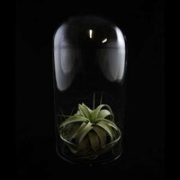 Glass Plant Pods Image 3
