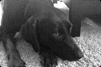Low-Fi Picture Apps Image 7