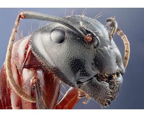 100 Intriguing Insect Innovations