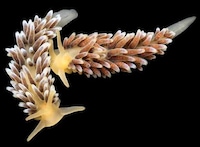 Fluorescent Crustacean Captures Image 2