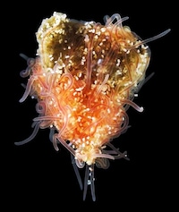 Fluorescent Crustacean Captures Image 3