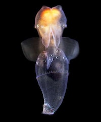 Fluorescent Crustacean Captures Image 4