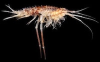Fluorescent Crustacean Captures Image 5