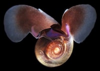 Fluorescent Crustacean Captures Image 6