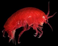 Fluorescent Crustacean Captures Image 7