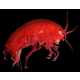 Fluorescent Crustacean Captures Image 7