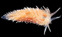 Fluorescent Crustacean Captures Image 8
