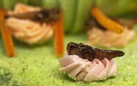 Creepy Critter Pastries Image 4