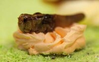 Creepy Critter Pastries Image 7