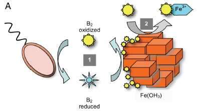 Bacteria Uses Vitamins To Generate Electricity