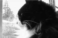 Depressed Cat Videos 