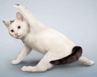 Funny Feline Fitness Moves Image 3
