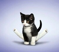Funny Feline Fitness Moves Image 4
