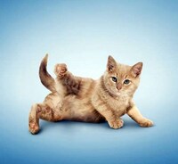 Funny Feline Fitness Moves Image 5