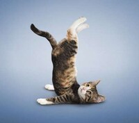 Funny Feline Fitness Moves Image 6