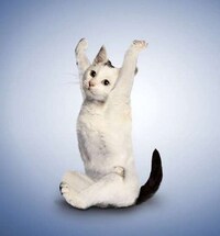 Funny Feline Fitness Moves Image 7