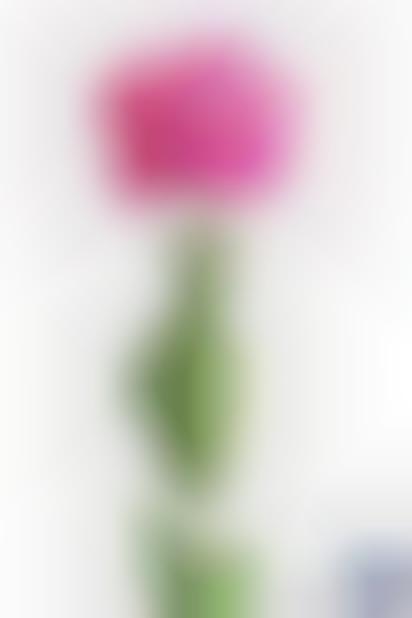 Food-Gobbling Flower Ads