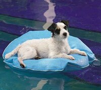 Puppy Pool Pads Image 3