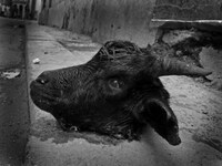 Cuban Capital Captures Image 7