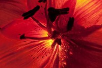 Supernova Flower Photography Image 2