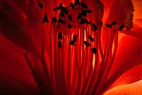 Supernova Flower Photography Image 4