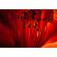 Supernova Flower Photography Image 4