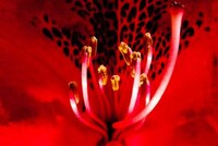 Supernova Flower Photography Image 5