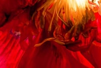 Supernova Flower Photography Image 6