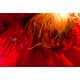 Supernova Flower Photography Image 6
