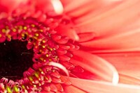 Supernova Flower Photography Image 7