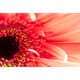 Supernova Flower Photography Image 7