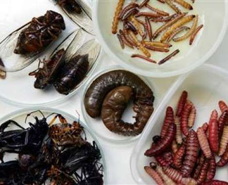 10 Edible Insect Delicacies
