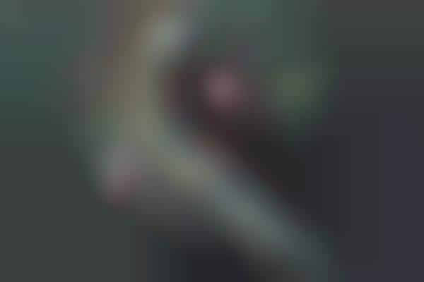 Creepy Wilderness Captures