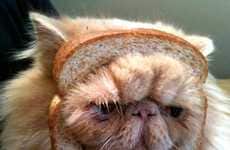 Feline-Concerned Parodies