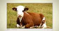 Farm Animal-Mocking Contests Image 2