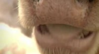 Farm Animal-Mocking Contests Image 5
