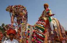 Unusual Desert Animal Competitions