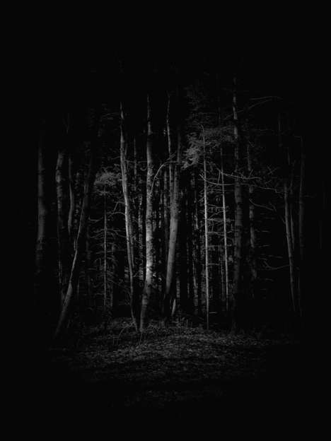 Freaky Forest Photography