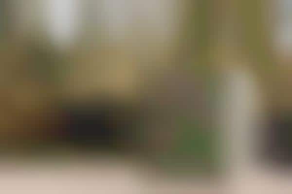 Chemical-Free Barbecue Boxes