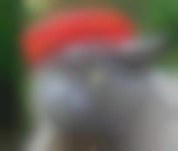 Feline Fedoras