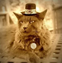 Feline Fedoras Image 2