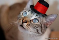 Feline Fedoras Image 3