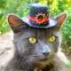 Feline Fedoras Image 4