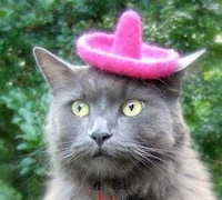 Feline Fedoras Image 5