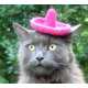 Feline Fedoras Image 5