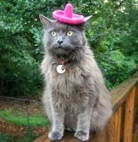 Feline Fedoras Image 6