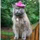 Feline Fedoras Image 6