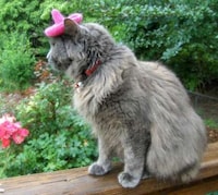 Feline Fedoras Image 7