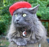 Feline Fedoras Image 8