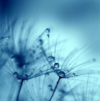 Delicate Dew-Dripping Florets Image 2